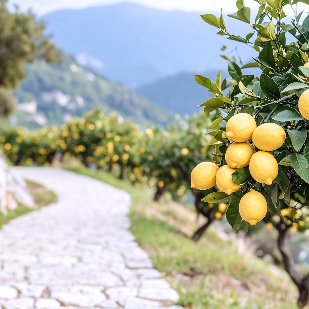 Un sentiero lastricato in pietra attraverso un limoneto di Sfusato Amalfitano sulla collina terrazzata sopra Minori, con i limoni maturi in primo piano
